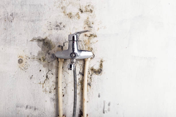 Best Mold Removal Company Near Me  in Moss Point, MS