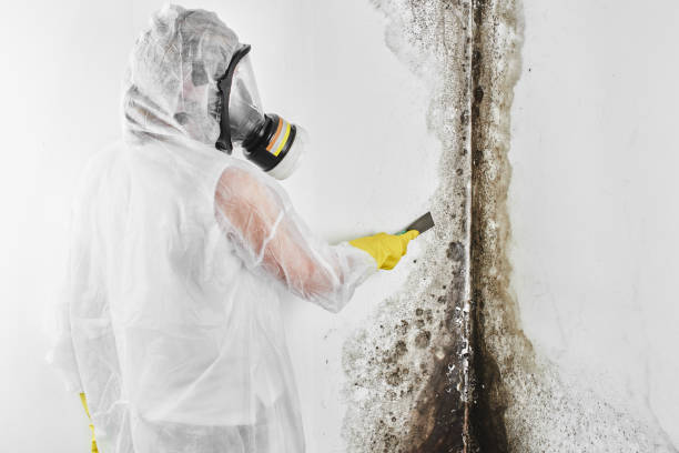 Best Mold Removal Specialists  in Moss Point, MS