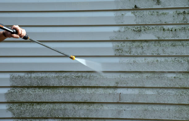 Best Toxic Mold Removal  in Moss Point, MS