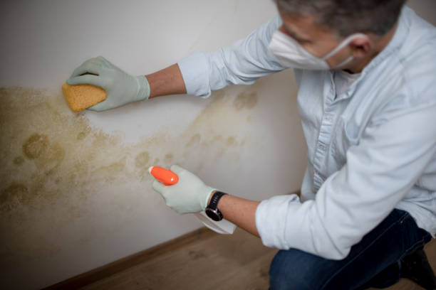 Best Fast Mold Removal  in Moss Point, MS