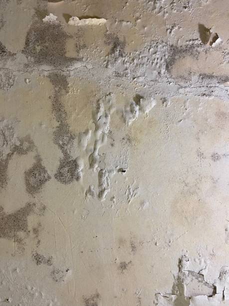 Mold Testing and Removal in Moss Point, MS