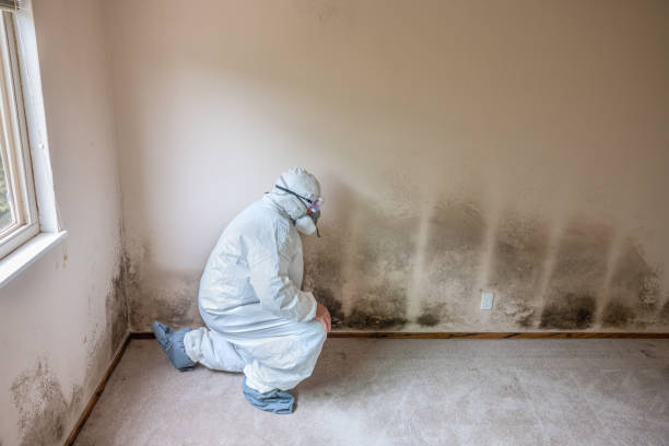 Best Mold Removal Company Near Me  in Moss Point, MS