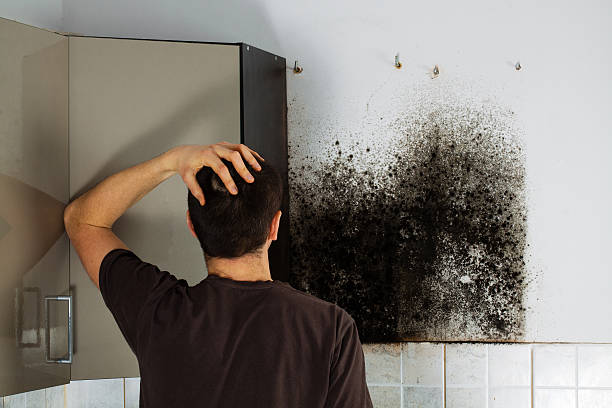 Best Mold Remediation  in Moss Point, MS
