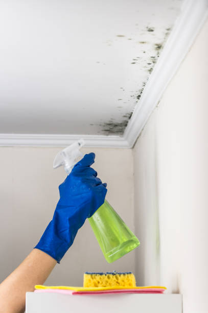 Best Water Damage Restoration  in Moss Point, MS