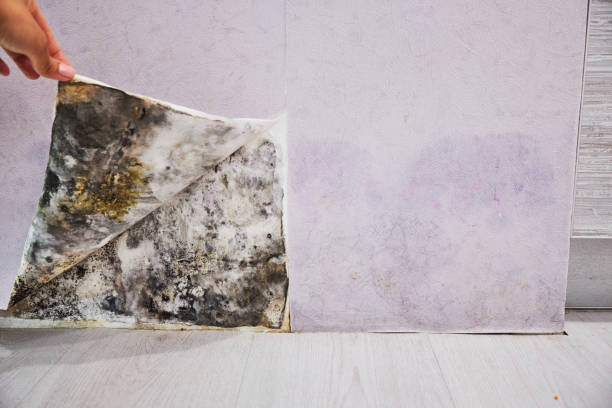 Mold Removal Process in Moss Point, MS